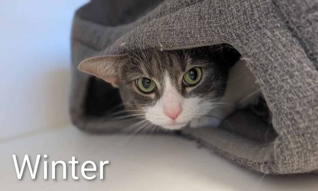Enlarge Winter, a Adoptable mixed breed in Greenfield, IN image 4/4