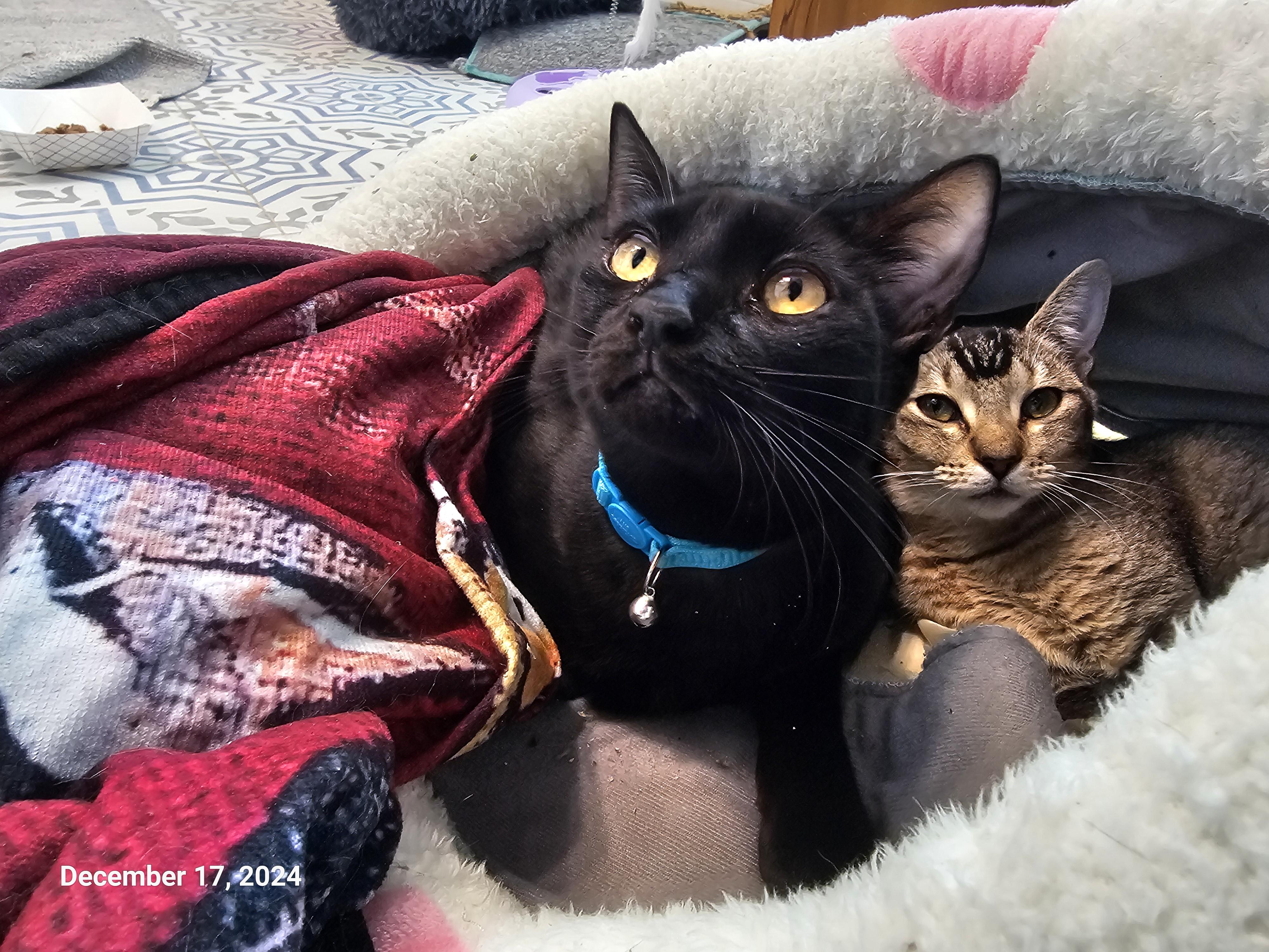 Enlarge Sioux, a Adopted mixed breed in St Petersburg, FL image 2/6