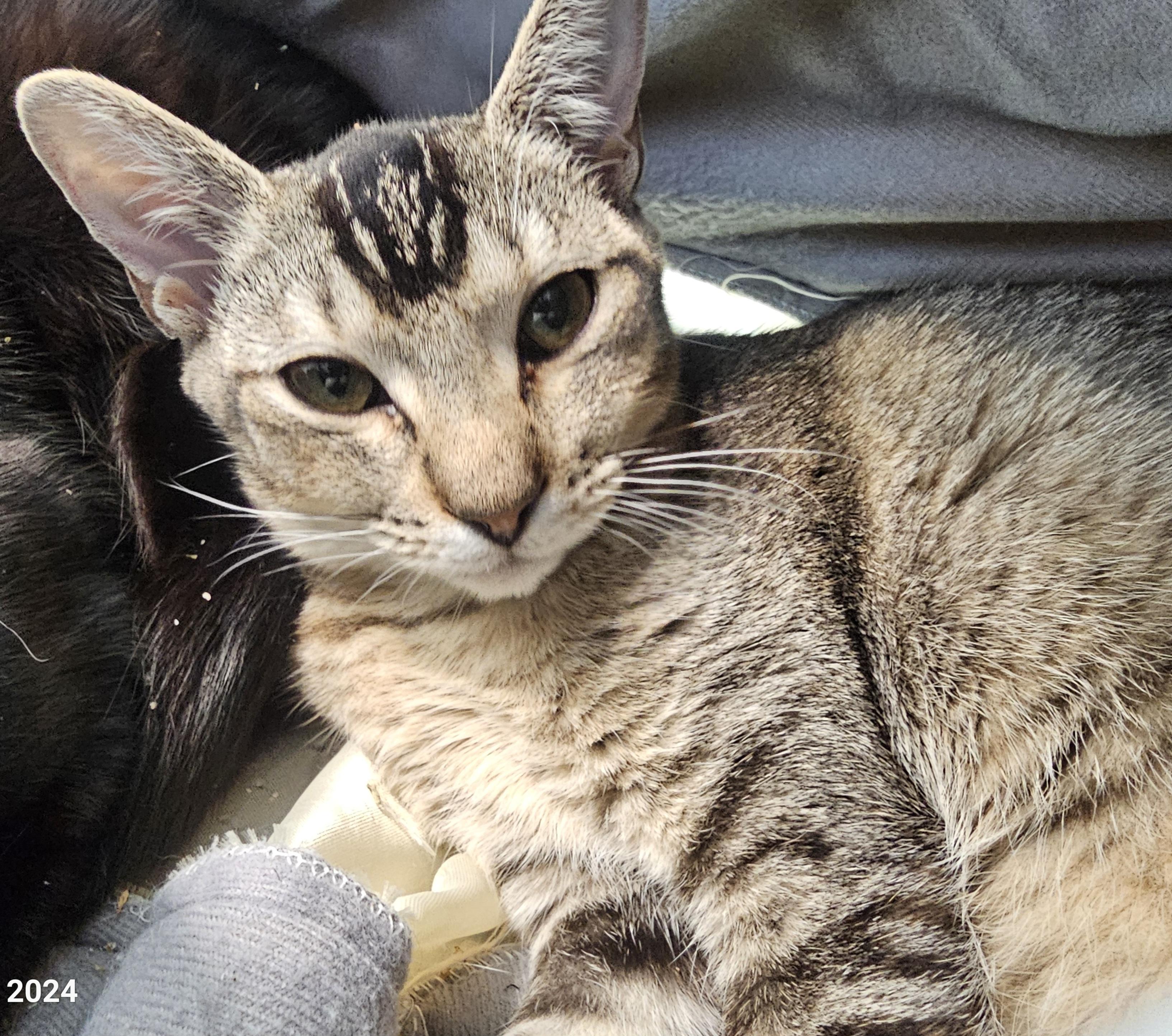 Enlarge Sioux, a Adopted mixed breed in St Petersburg, FL image 5/6