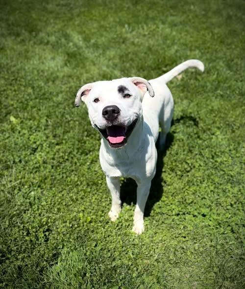 Monjie, Adoptable, Young Male Australian Cattle Dog / Blue Heeler & Pit Bull Terrier.
