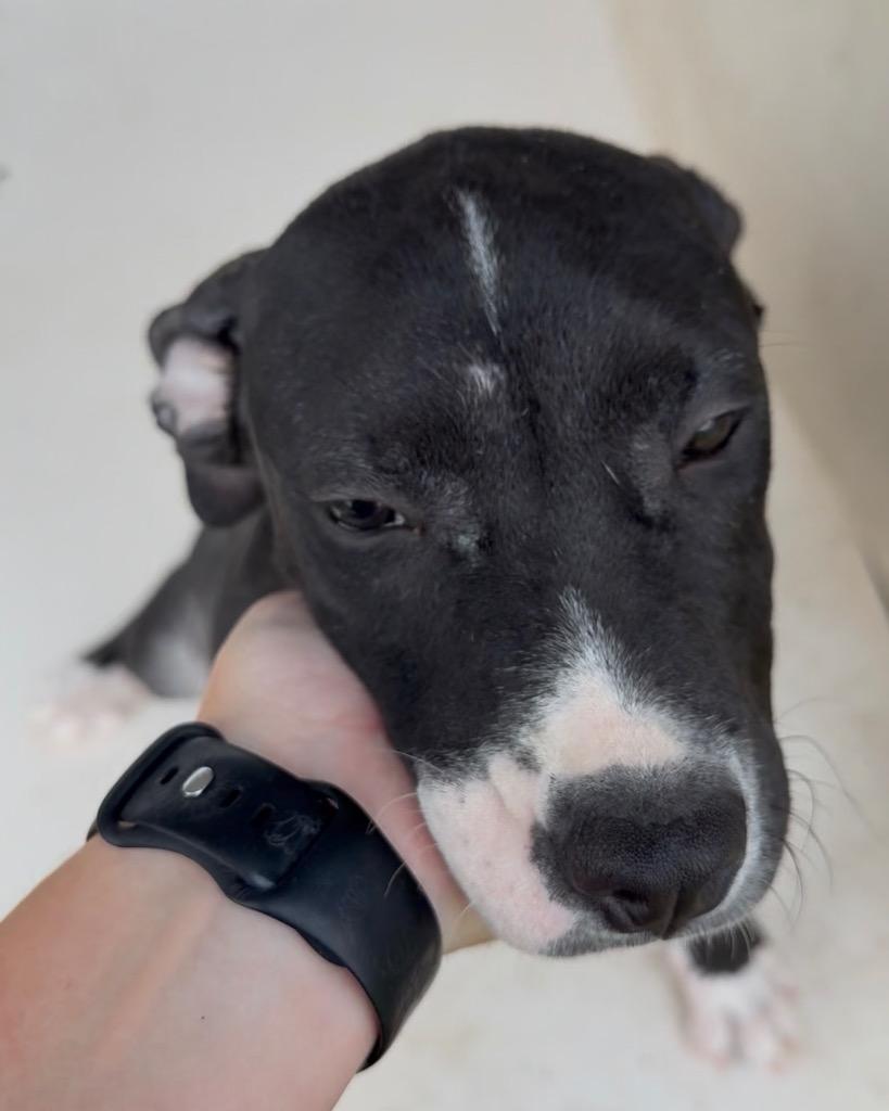 Forest, Adoptable, Puppy Male Pit Bull Terrier.