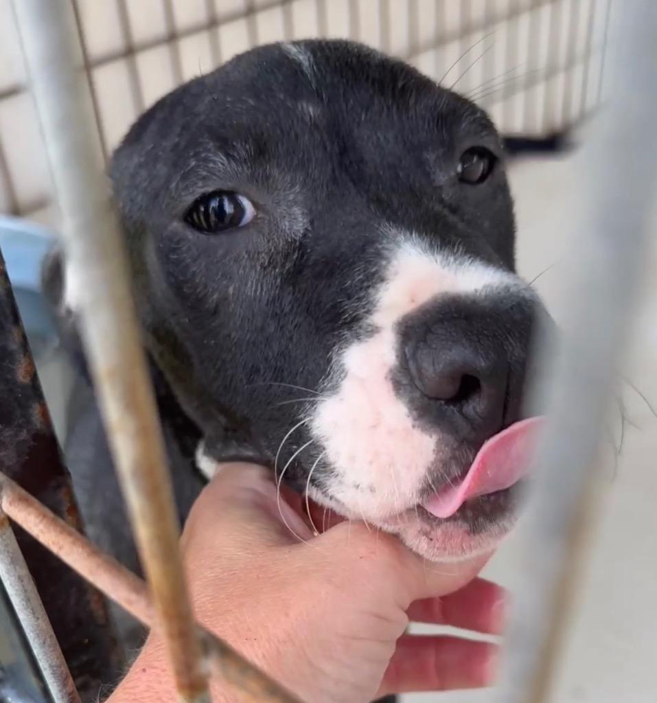 Enlarge Forest, a Adoptable Pit Bull Terrier in Nashville, GA image 2/4