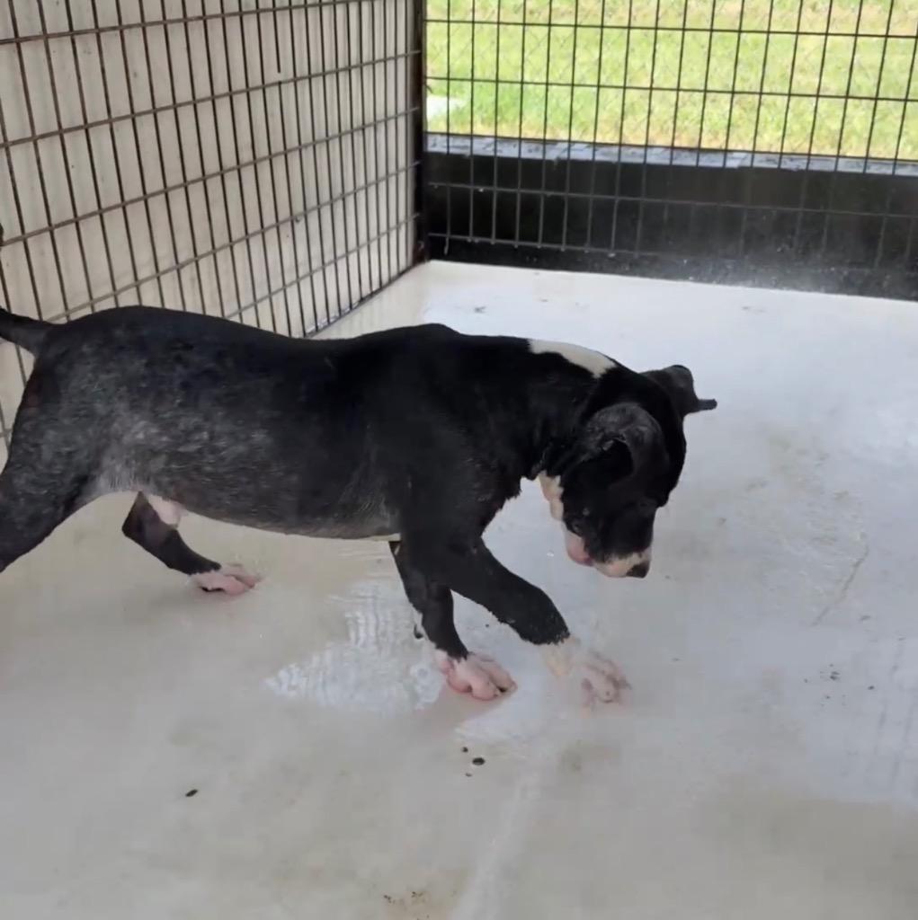 Enlarge Forest, a Adoptable Pit Bull Terrier in Nashville, GA image 3/4