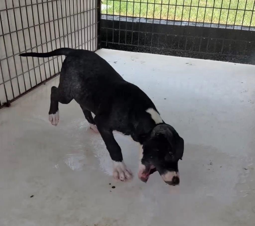 Enlarge Forest, a Adoptable Pit Bull Terrier in Nashville, GA image 4/4