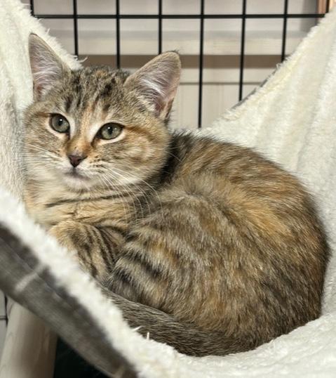 Emmylou, adopted, Kitten Female Domestic Short Hair.