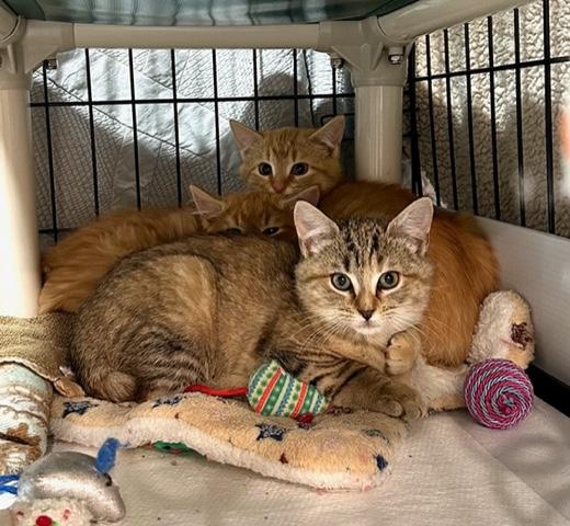 Emmylou, an adopted Domestic Short Hair in Darien, CT image 2/4