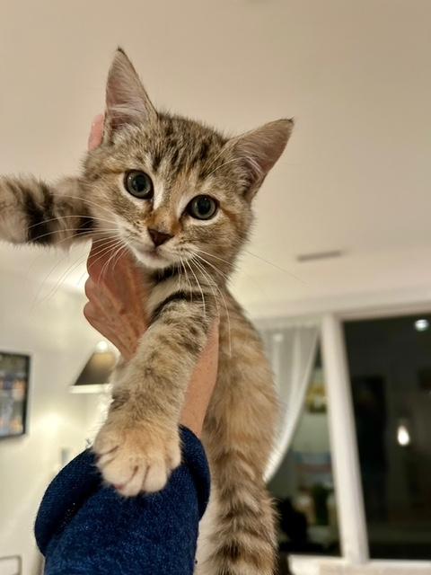 Emmylou, an adopted Domestic Short Hair in Darien, CT image 3/4