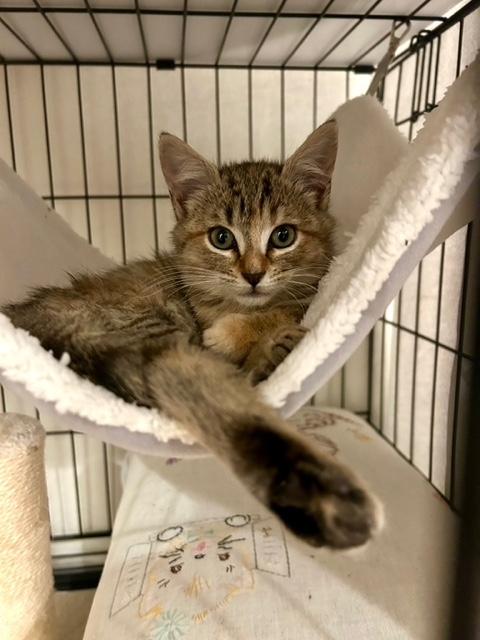 Emmylou, an adopted Domestic Short Hair in Darien, CT image 4/4