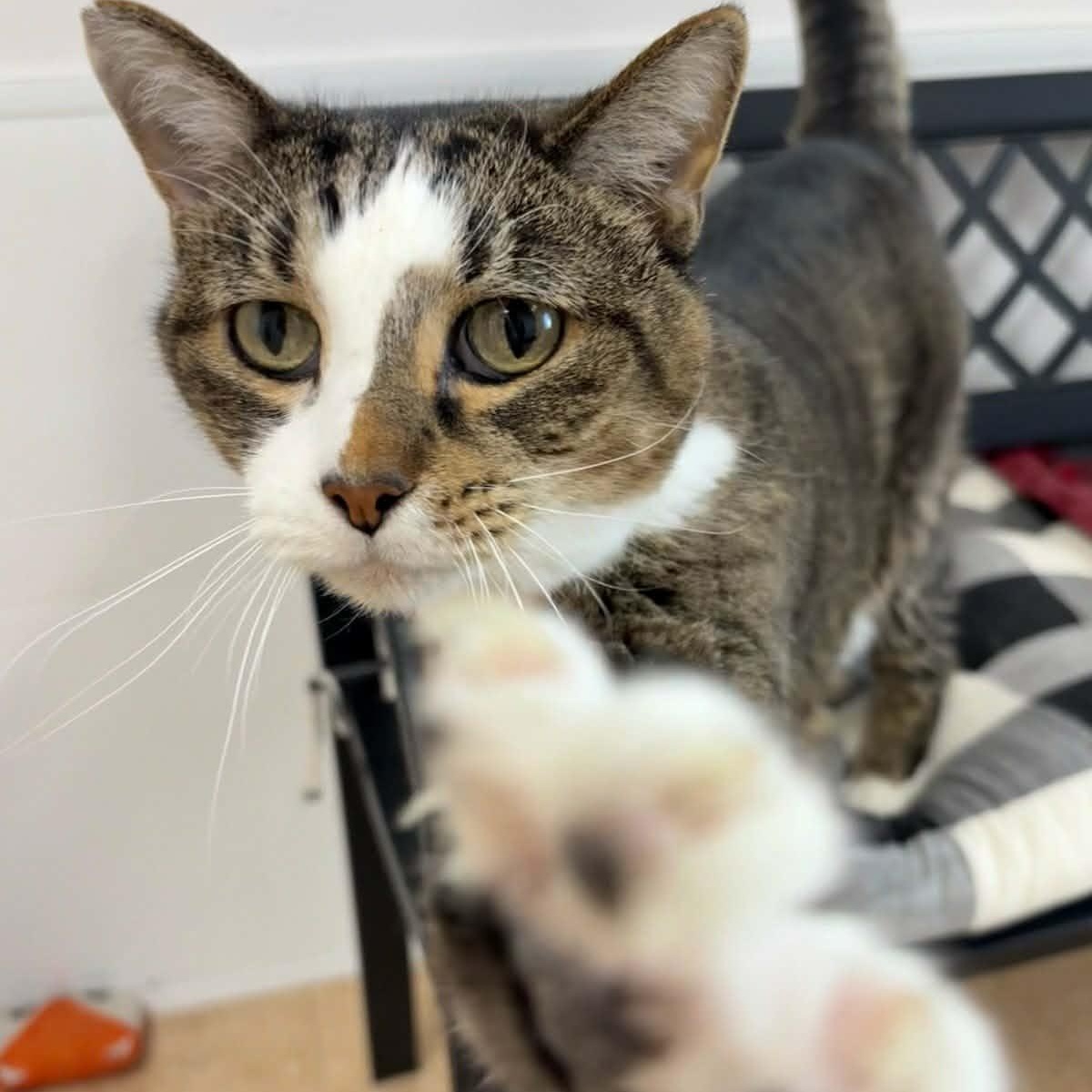 Poe, adopted, Senior Male Domestic Short Hair.