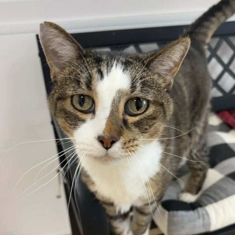 Enlarge Poe, an adopted Domestic Short Hair in Rushville, IL image 2/2