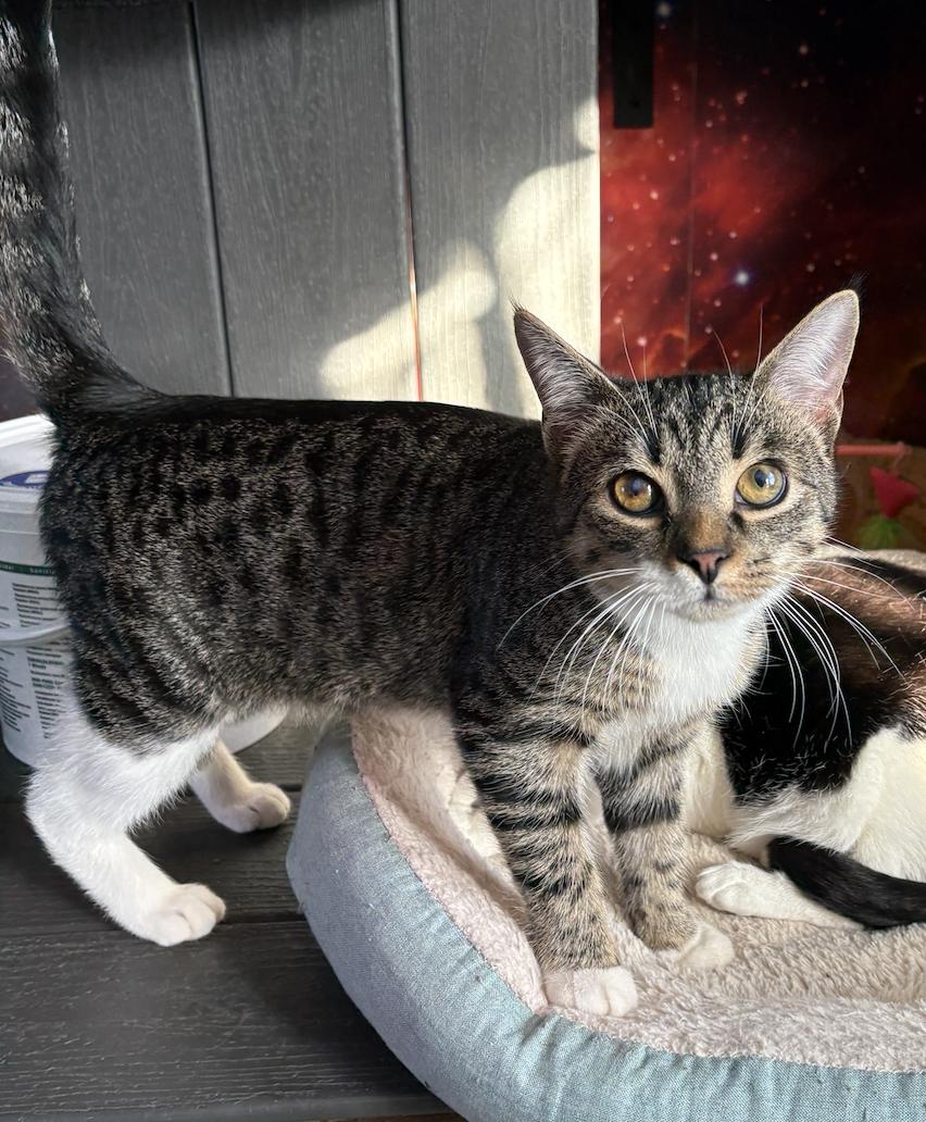 Enlarge Hendrix, a ADOPTABLE Domestic Short Hair in Asheville, NC image 1/1