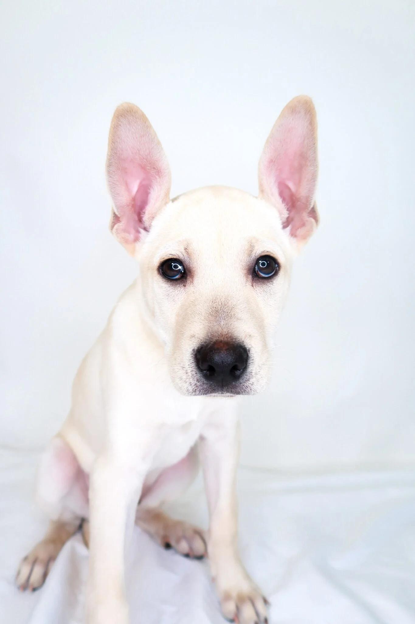 Ciabatta, Adoptable, Young Male Pit Bull Terrier & Labrador Retriever.