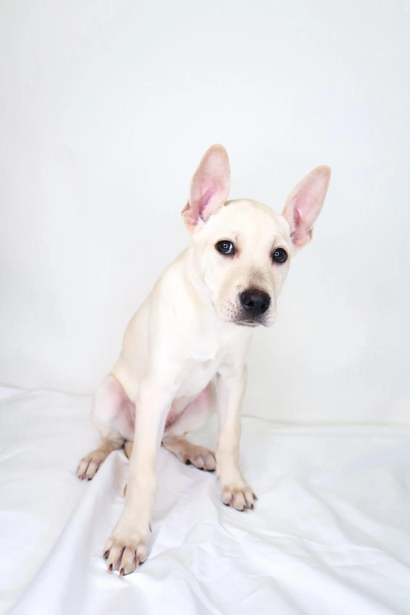 Ciabatta, a Adoptable mixed breed in Bixby, OK image 2/4