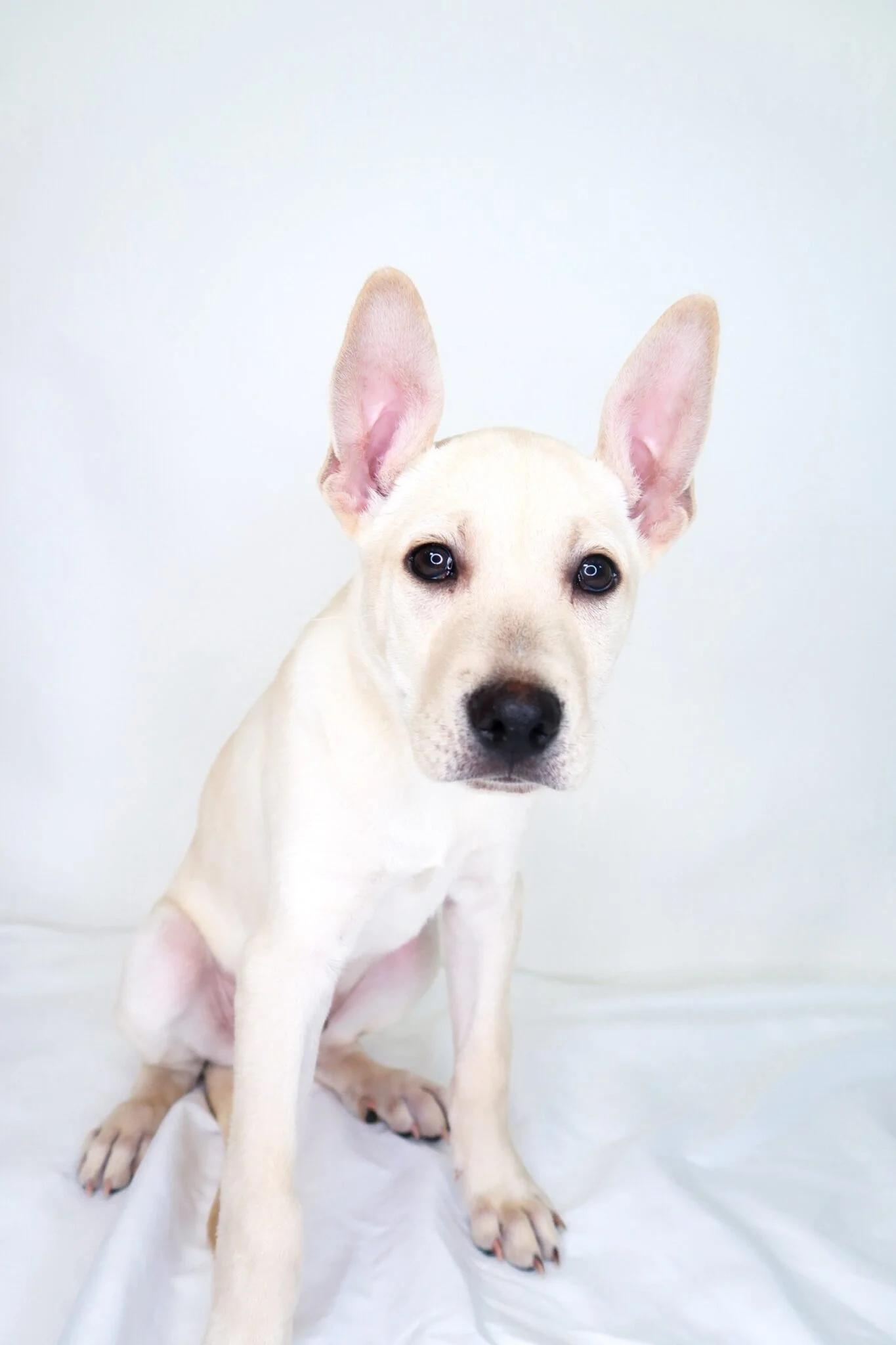Ciabatta, a Adoptable mixed breed in Bixby, OK image 3/4