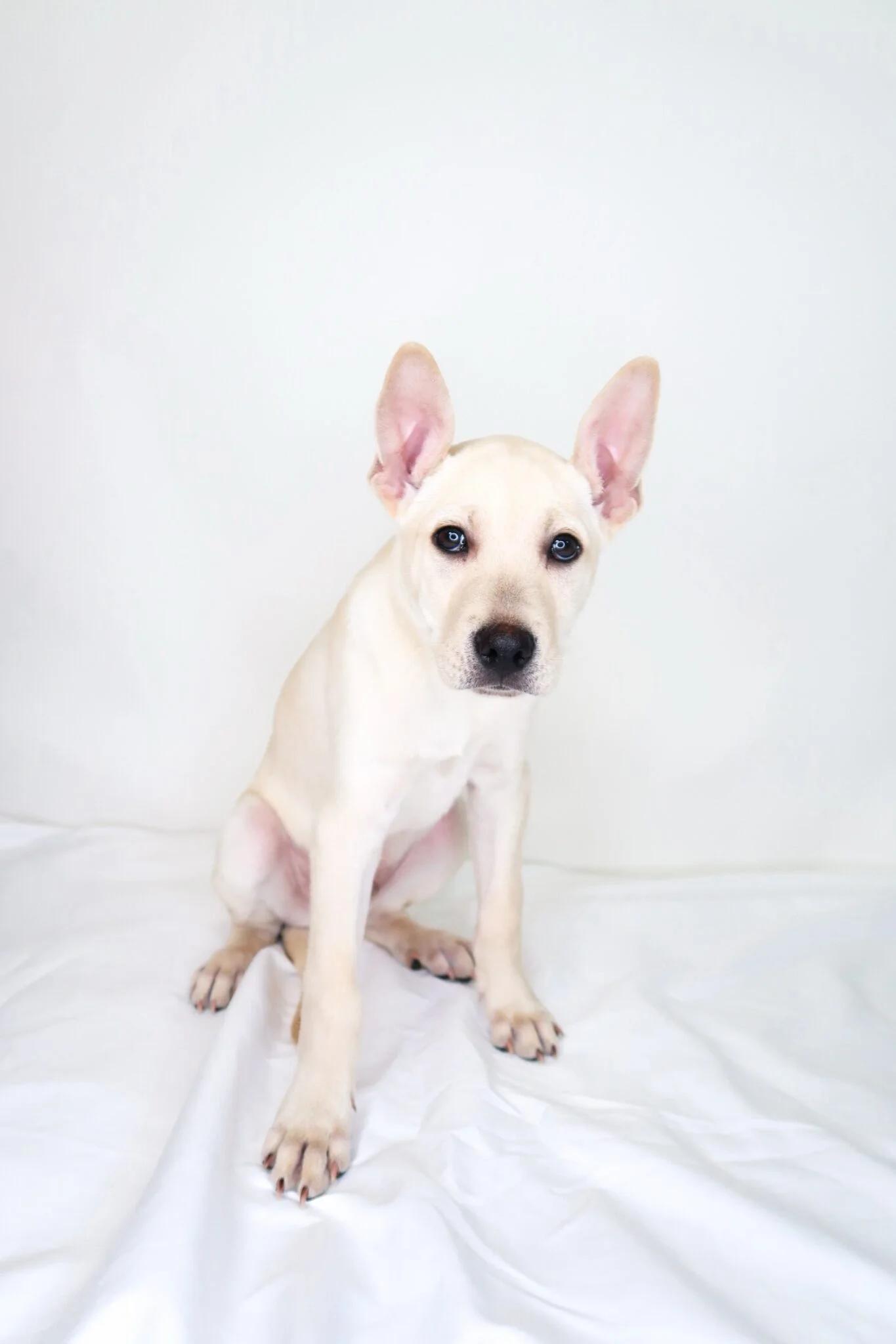 Ciabatta, a Adoptable mixed breed in Bixby, OK image 4/4