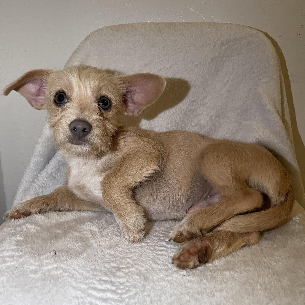 Milo, Adoptable, Puppy Male Cairn Terrier.