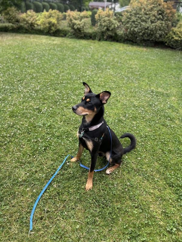 Enlarge Luca, a Adoptable mixed breed in Vancouver, WA image 1/1