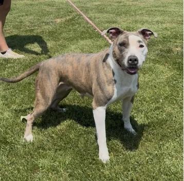 Enlarge Daisy, a Adoptable mixed breed in Chillicothe, MO image 1/1