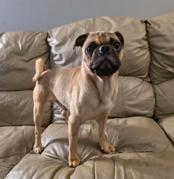 Polo, an adopted mixed breed in Raleigh, NC image 1/6
