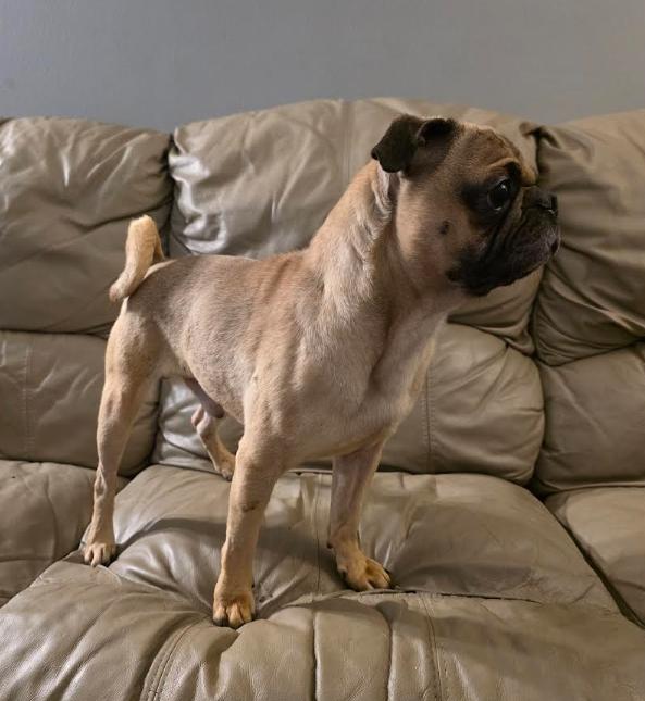 Polo, an adopted mixed breed in Raleigh, NC image 3/6