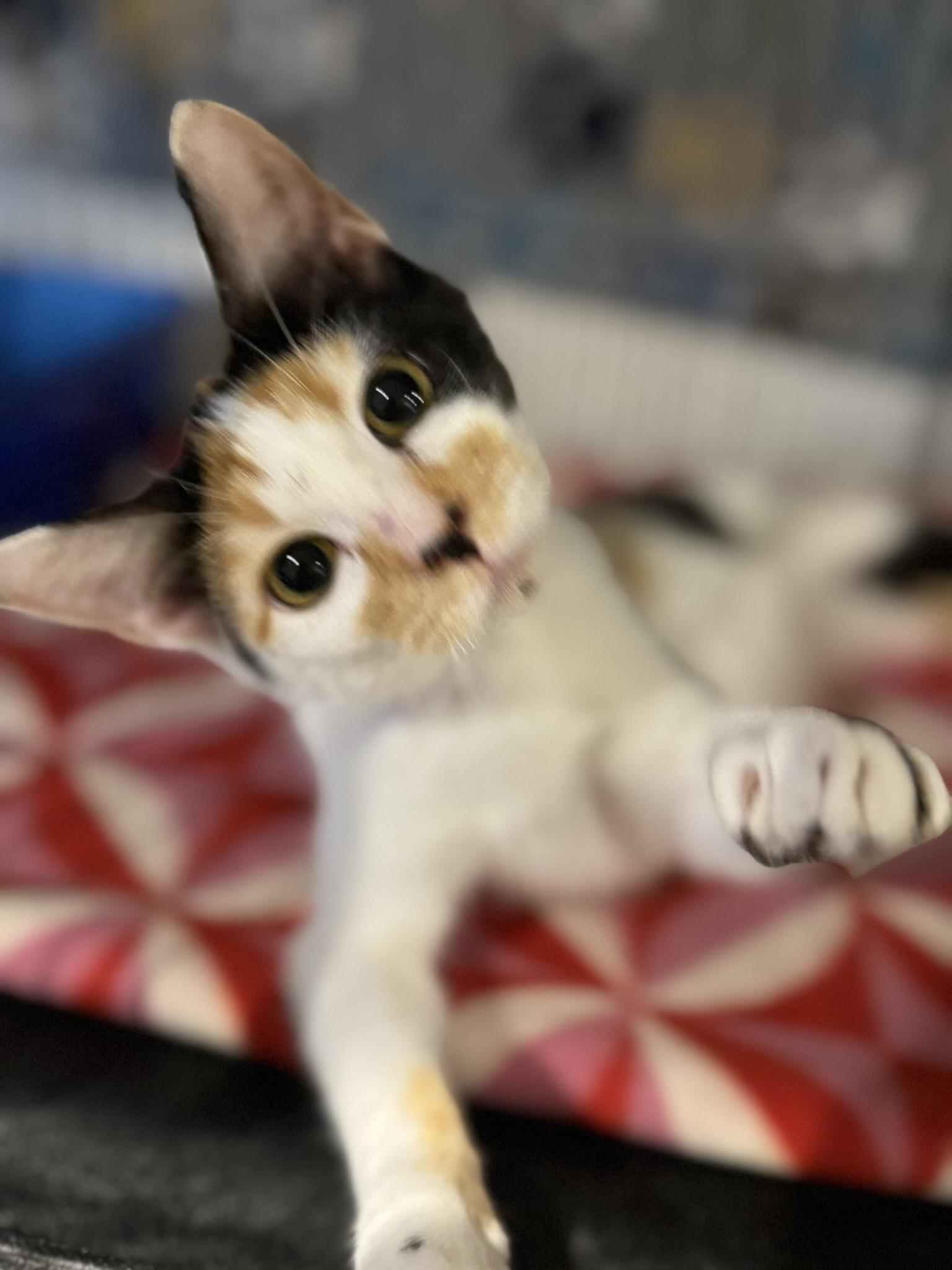 Asha, Adoptable, Young Female Domestic Short Hair.