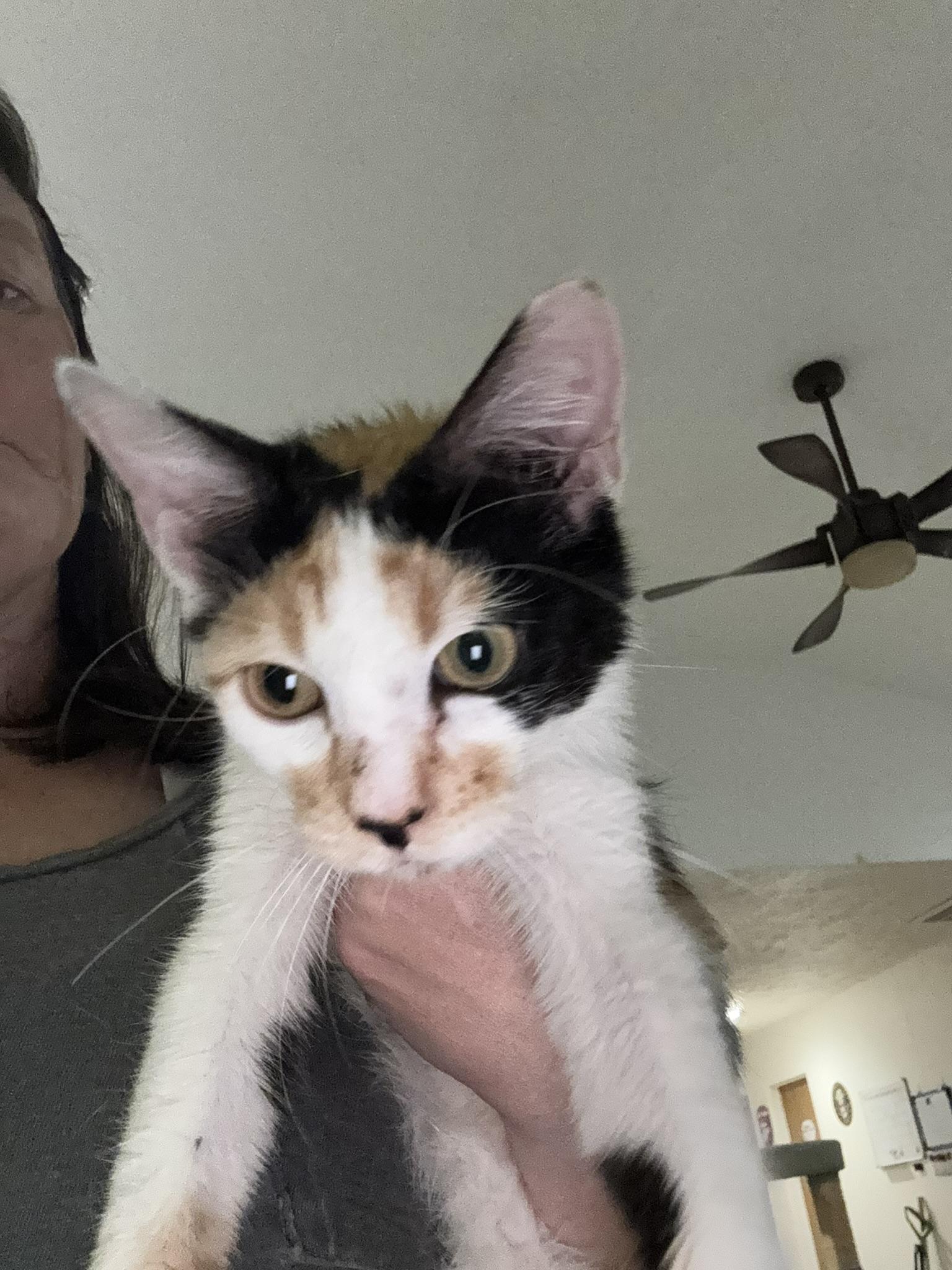 Enlarge Asha, a Adoptable mixed breed in Springfield, MO image 5/6