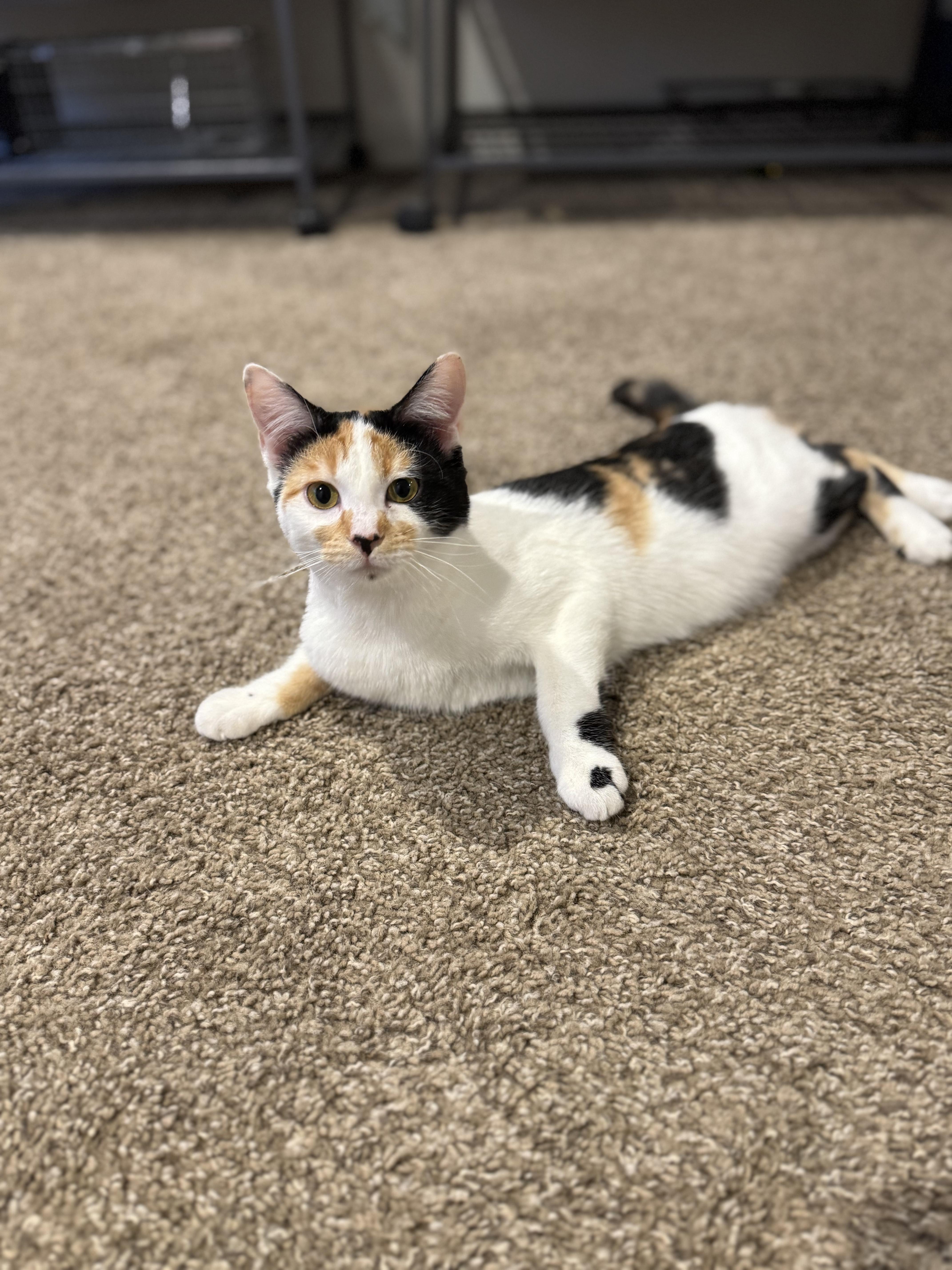 Enlarge Asha, an adoptable mixed breed in Springfield, MO image 1/3