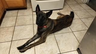 Leslie, Adoptable, Adult Female Dutch Shepherd.