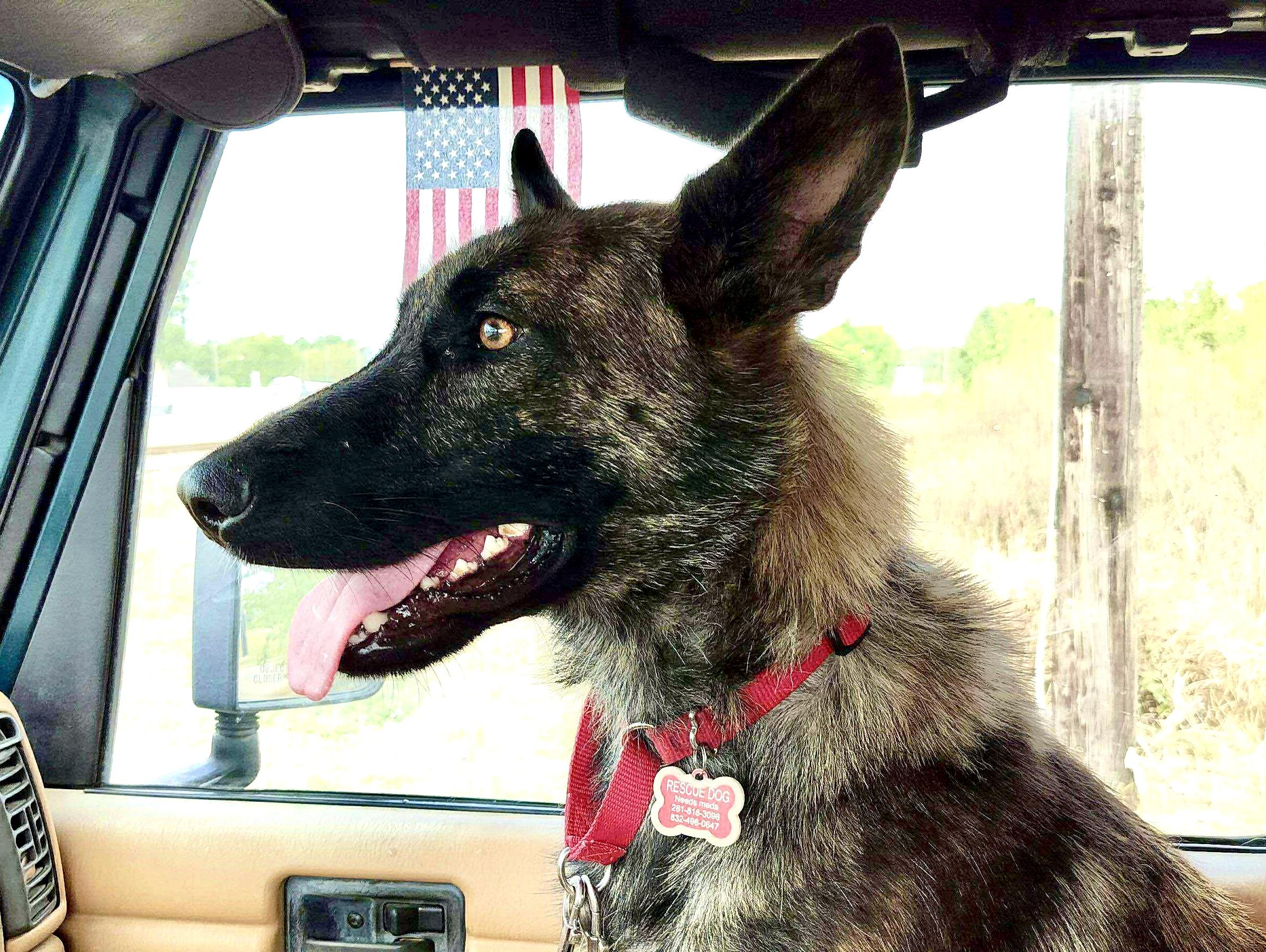 Leslie, a Adoptable Dutch Shepherd in Houston , TX image 3/6