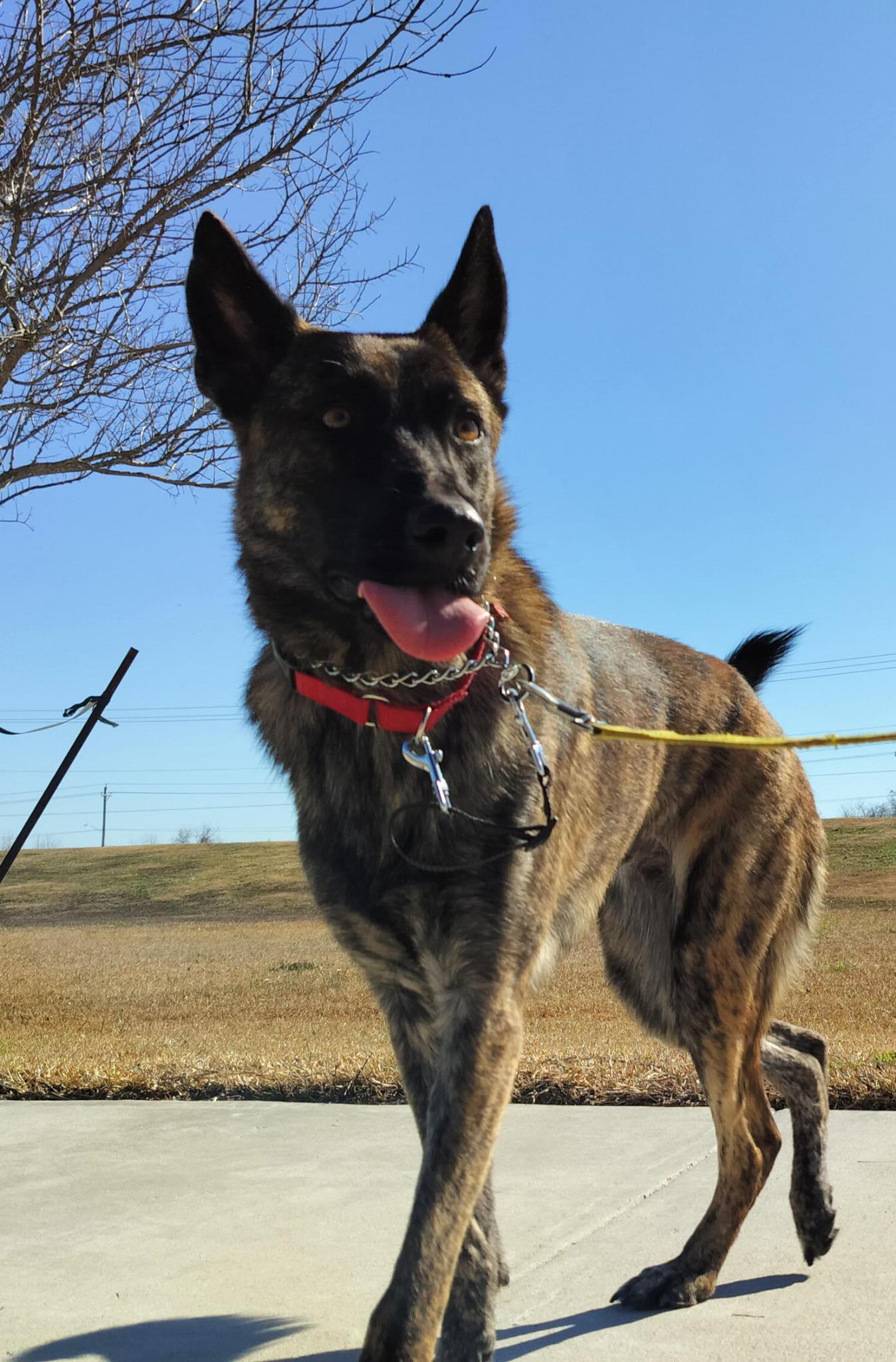 Leslie, a Adoptable Dutch Shepherd in Houston , TX image 4/6