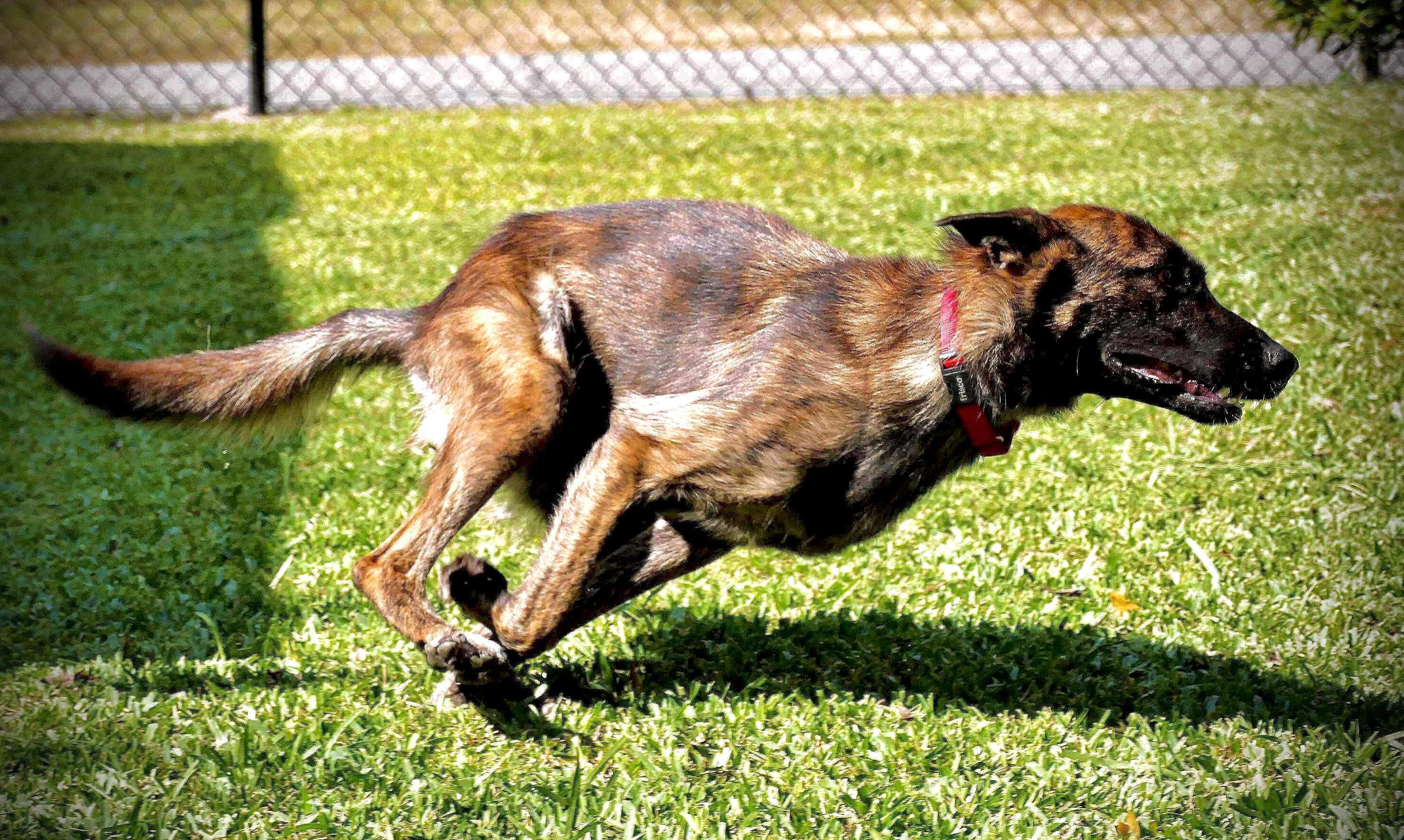Leslie, a Adoptable Dutch Shepherd in Houston , TX image 5/6