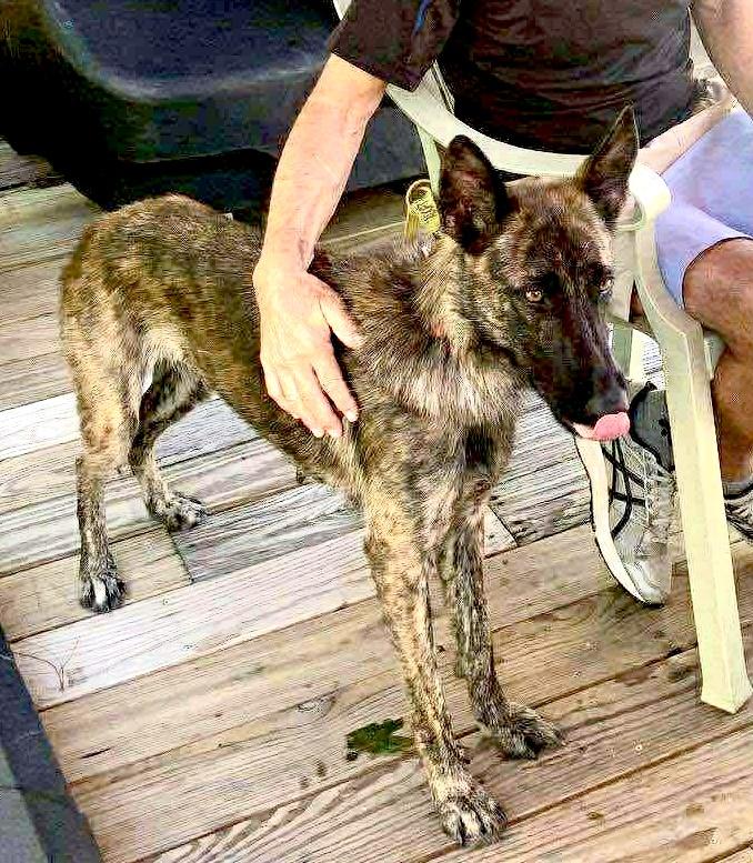 Leslie, a Adoptable Dutch Shepherd in Houston , TX image 6/6