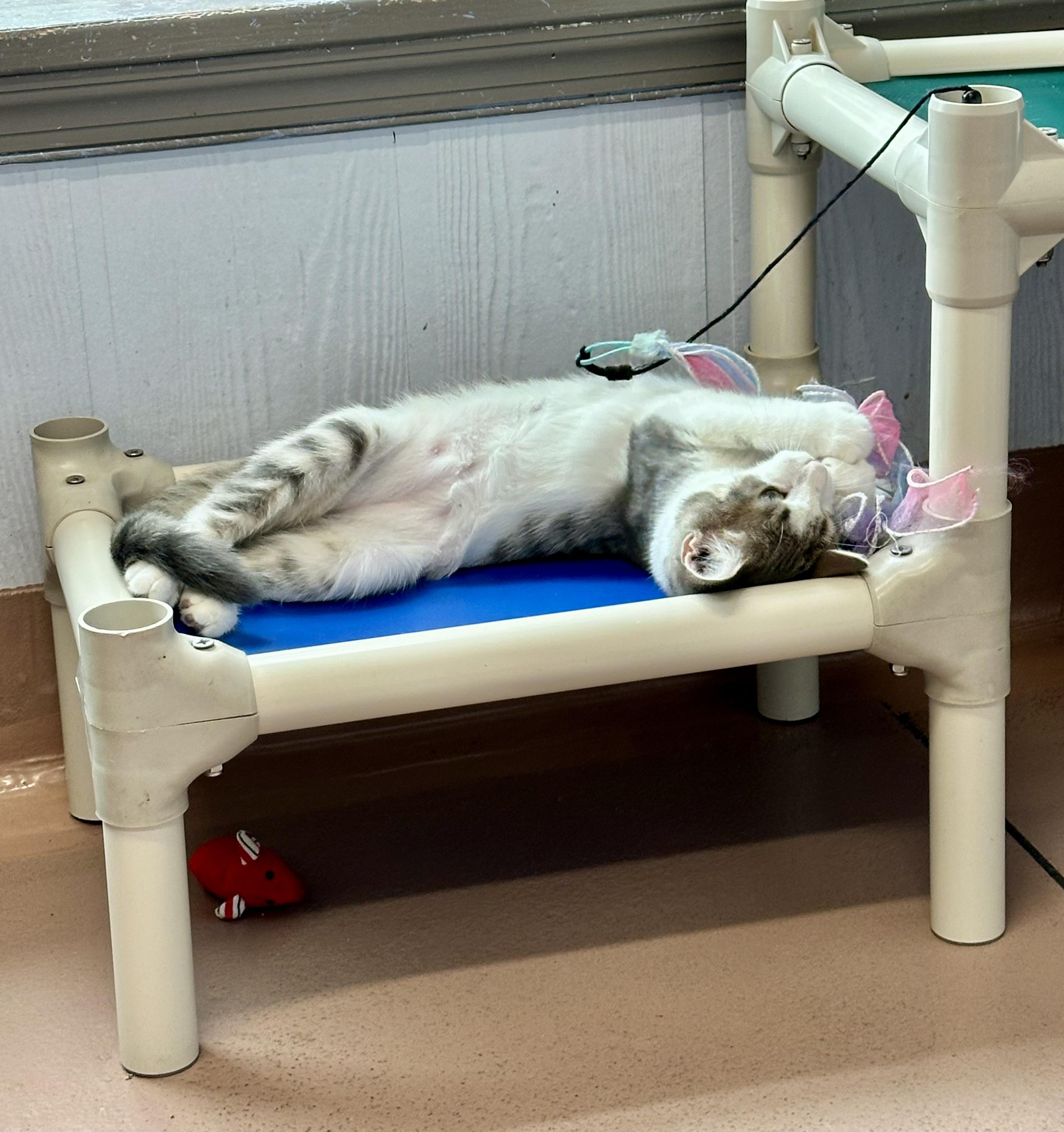 Enlarge Lola, a Adoptable Domestic Short Hair in Prince Frederick, MD image 4/6