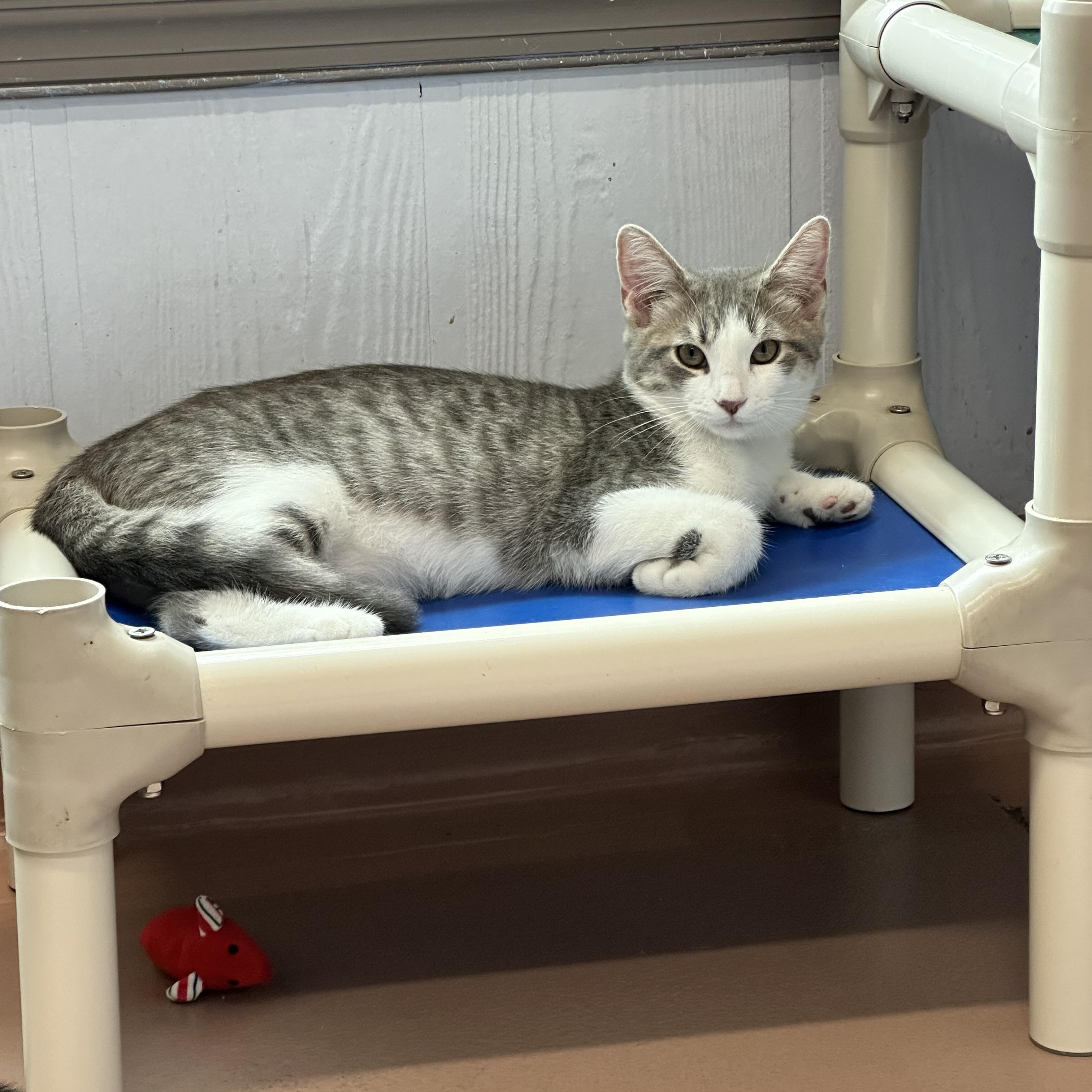 Enlarge Lola, a Adoptable Domestic Short Hair in Prince Frederick, MD image 3/6