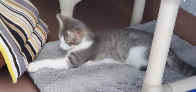 Enlarge Lola, a Adoptable Domestic Short Hair in Prince Frederick, MD image 6/6