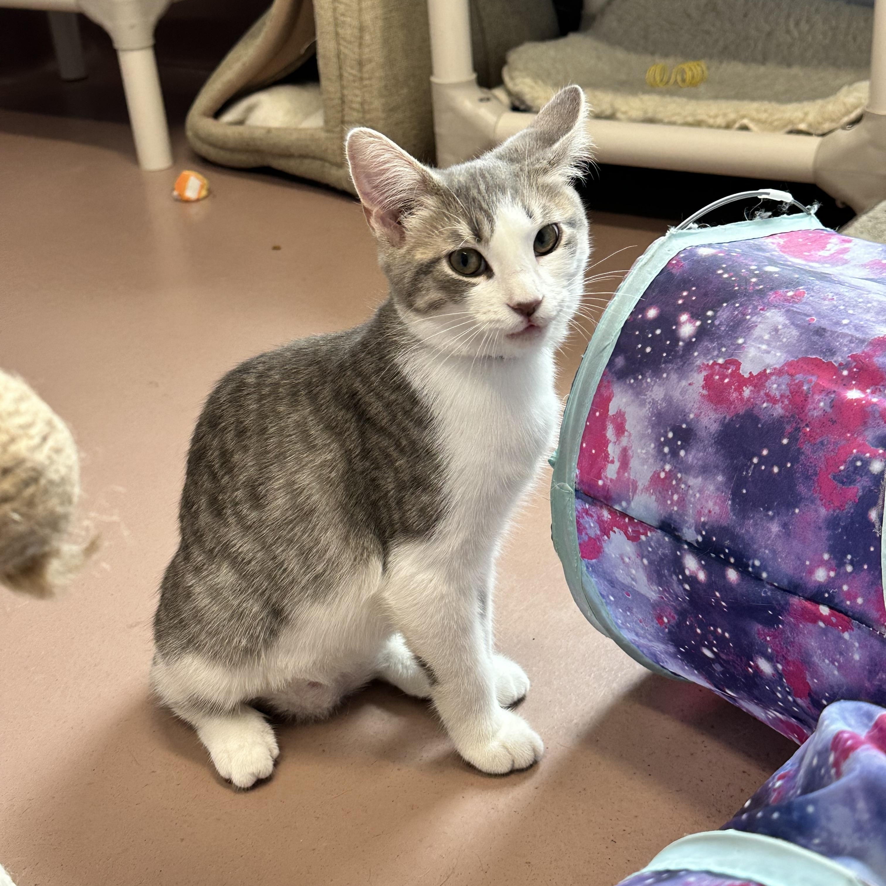 Enlarge Lola, a Adoptable Domestic Short Hair in Prince Frederick, MD image 5/6