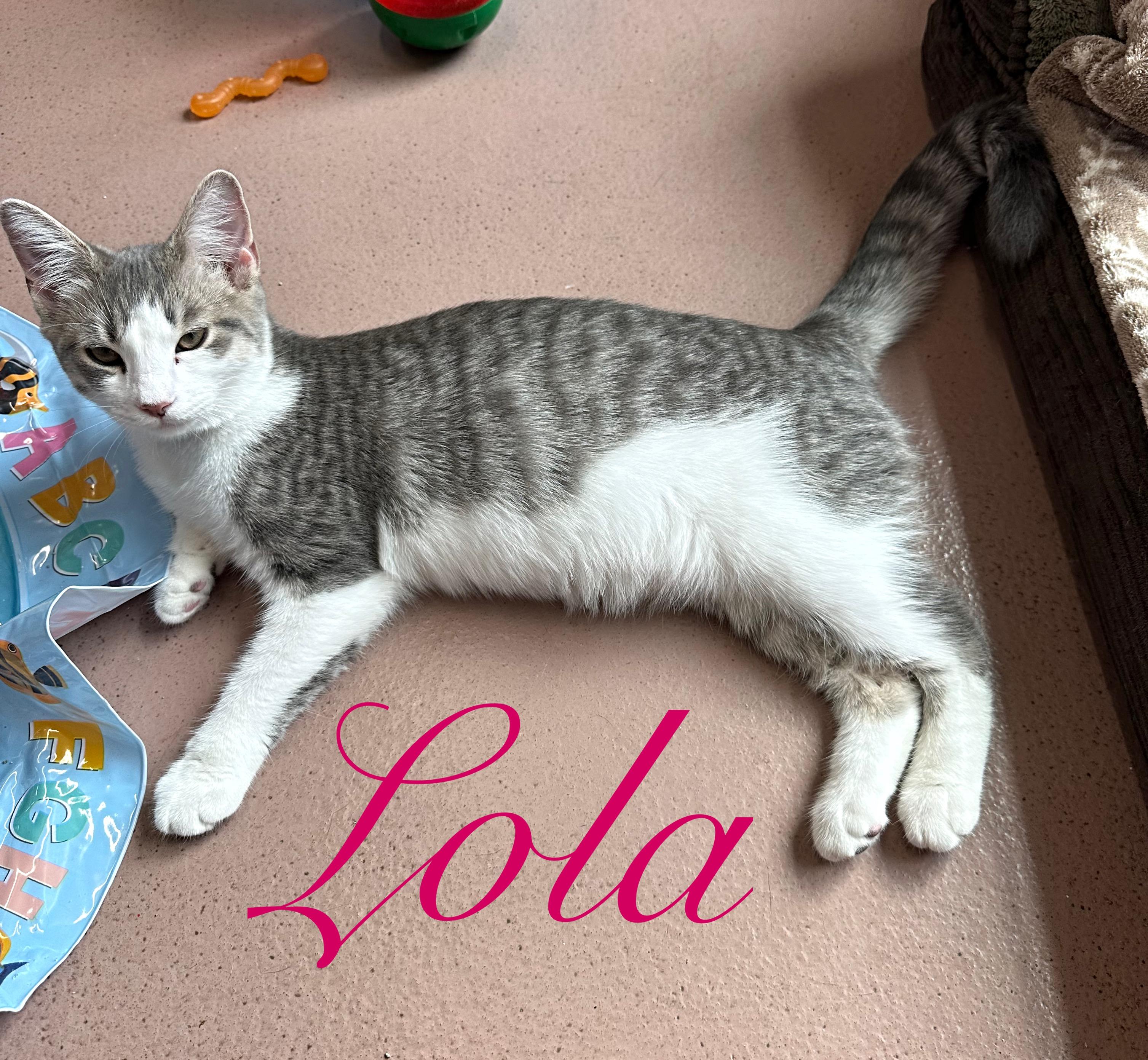 Enlarge Lola, a Adoptable Domestic Short Hair in Prince Frederick, MD image 2/6