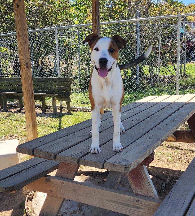 Enlarge HUDSON 261-26, a Adoptable mixed breed in Cambridge, OH image 2/6