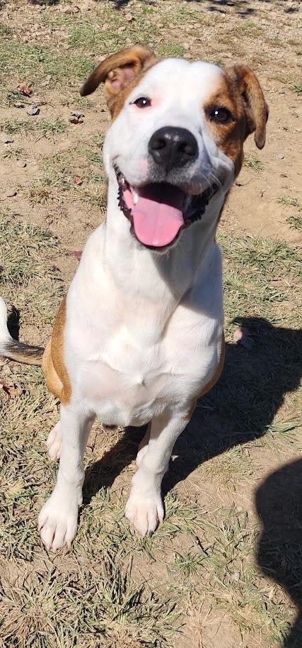 Enlarge HUDSON 261-26, a Adoptable mixed breed in Cambridge, OH image 6/6