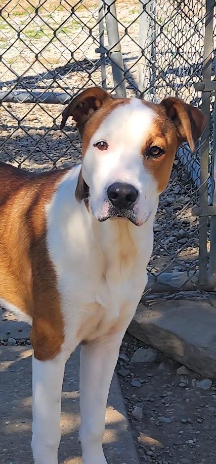 Enlarge HUDSON 261-26, a Adoptable mixed breed in Cambridge, OH image 3/6