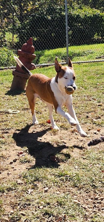 Enlarge HUDSON 261-26, a Adoptable mixed breed in Cambridge, OH image 4/6