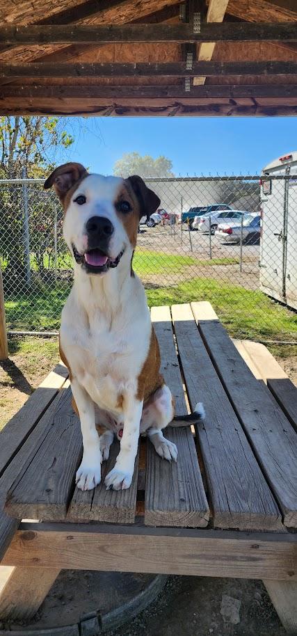 Enlarge HUDSON 261-26, a Adoptable mixed breed in Cambridge, OH image 1/6