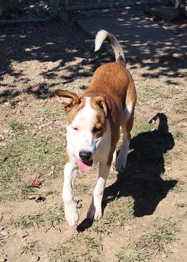 Enlarge HUDSON 261-26, a Adoptable mixed breed in Cambridge, OH image 5/6