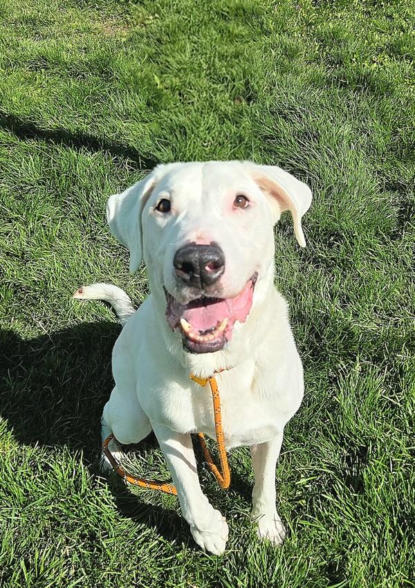 Enlarge Max 36993, a Adoptable mixed breed in Pocatello, ID image 2/3