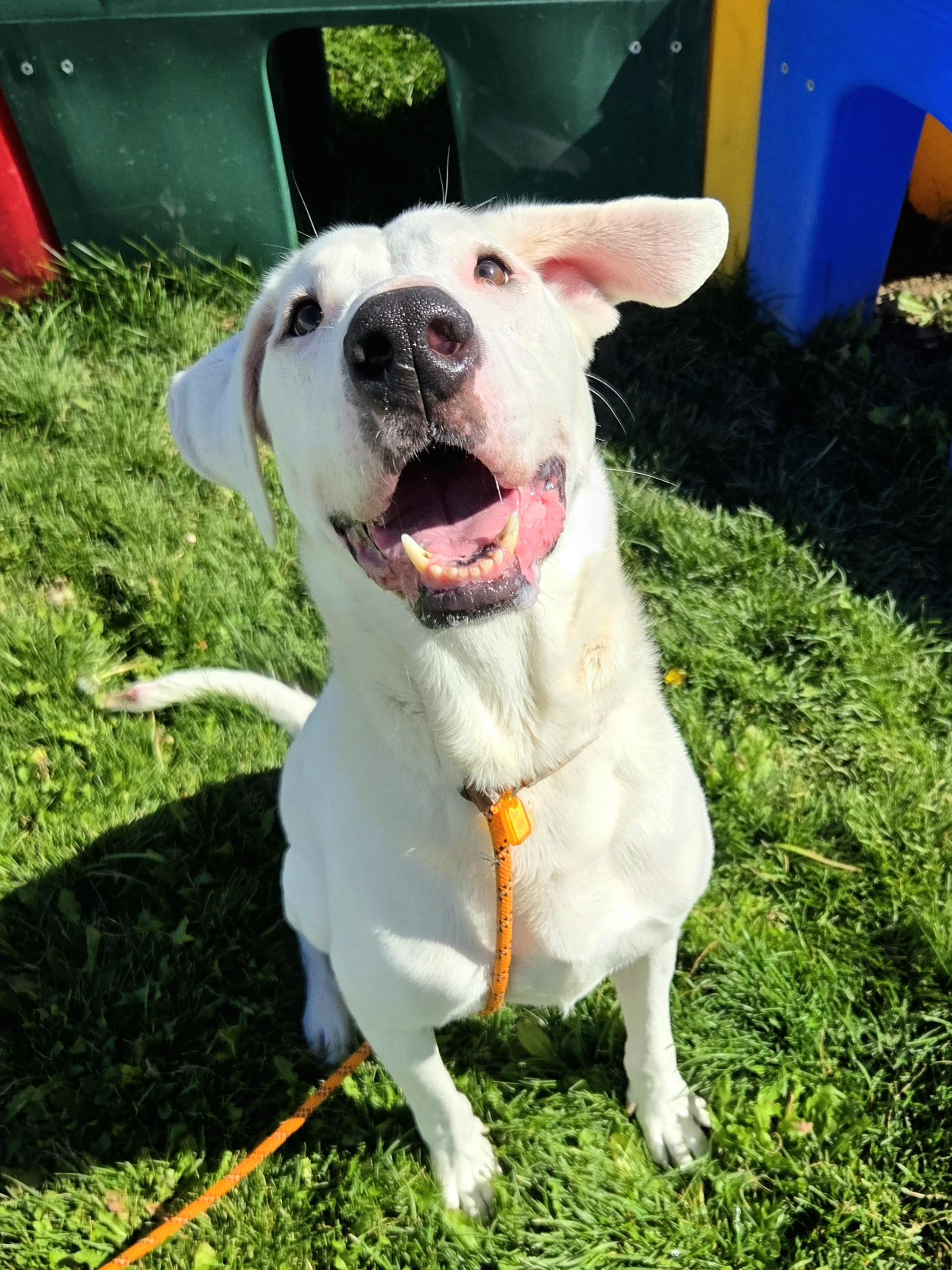 Enlarge Max 36993, a Adoptable mixed breed in Pocatello, ID image 3/3