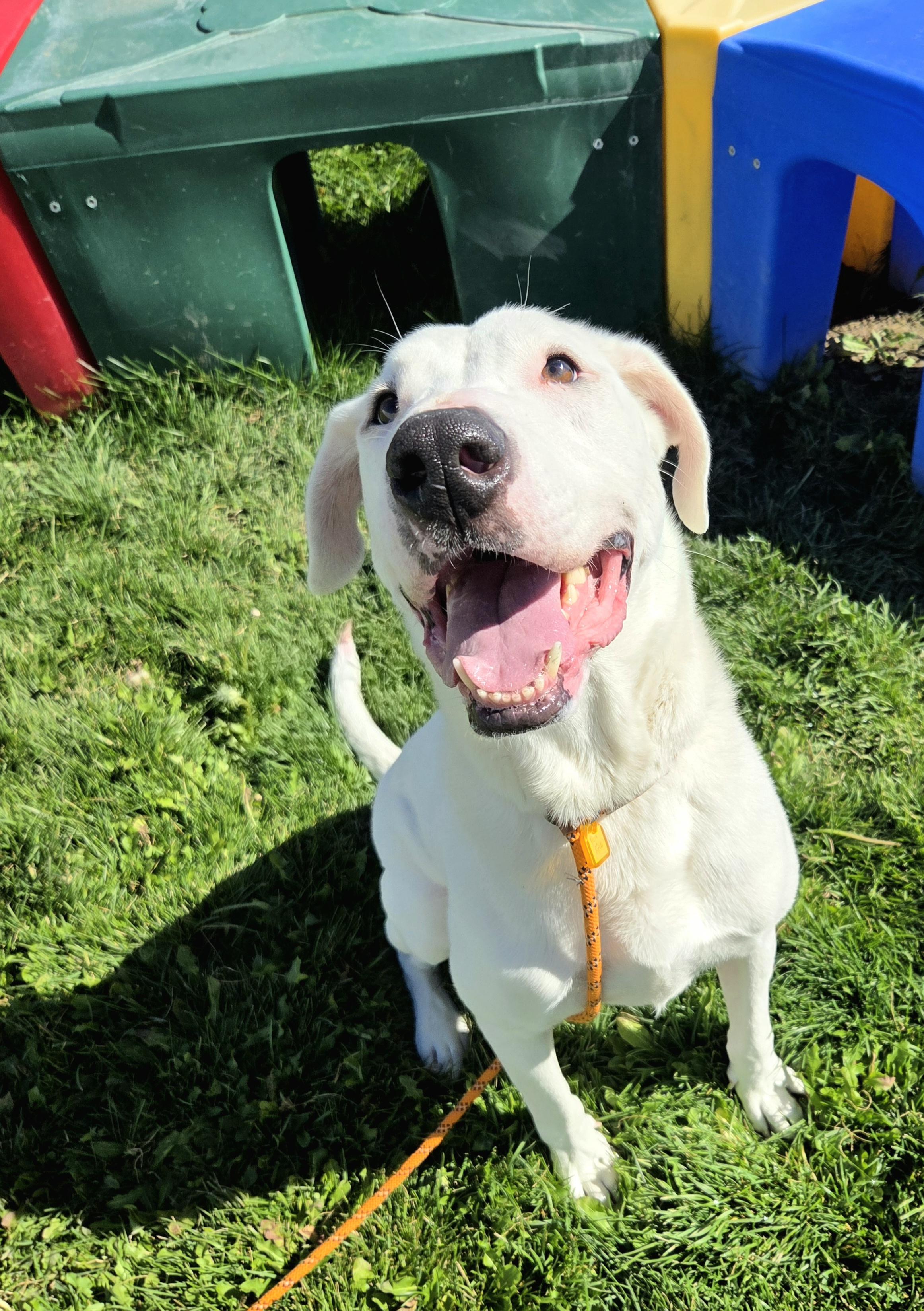 Max 36993, Adoptable, Adult Male Labrador Retriever.