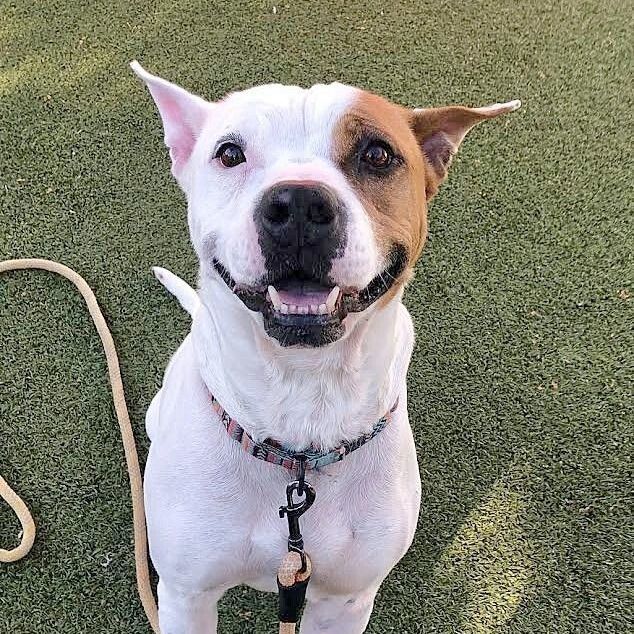 Oak, Adult Male Pit Bull Terrier