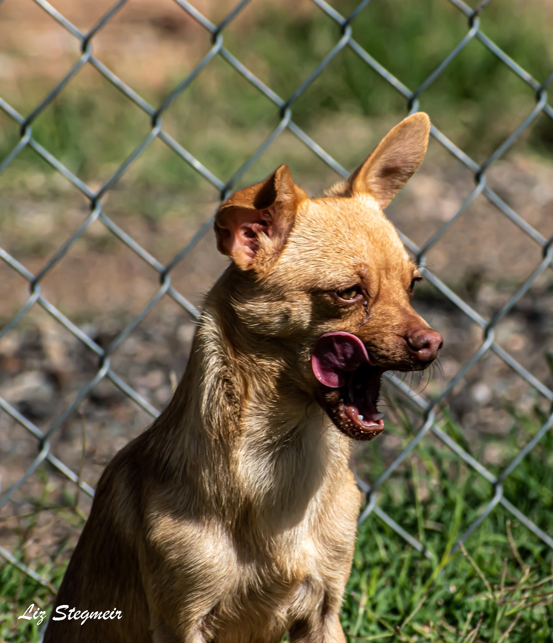 Shasta, Adoptable, Young Female Chihuahua.