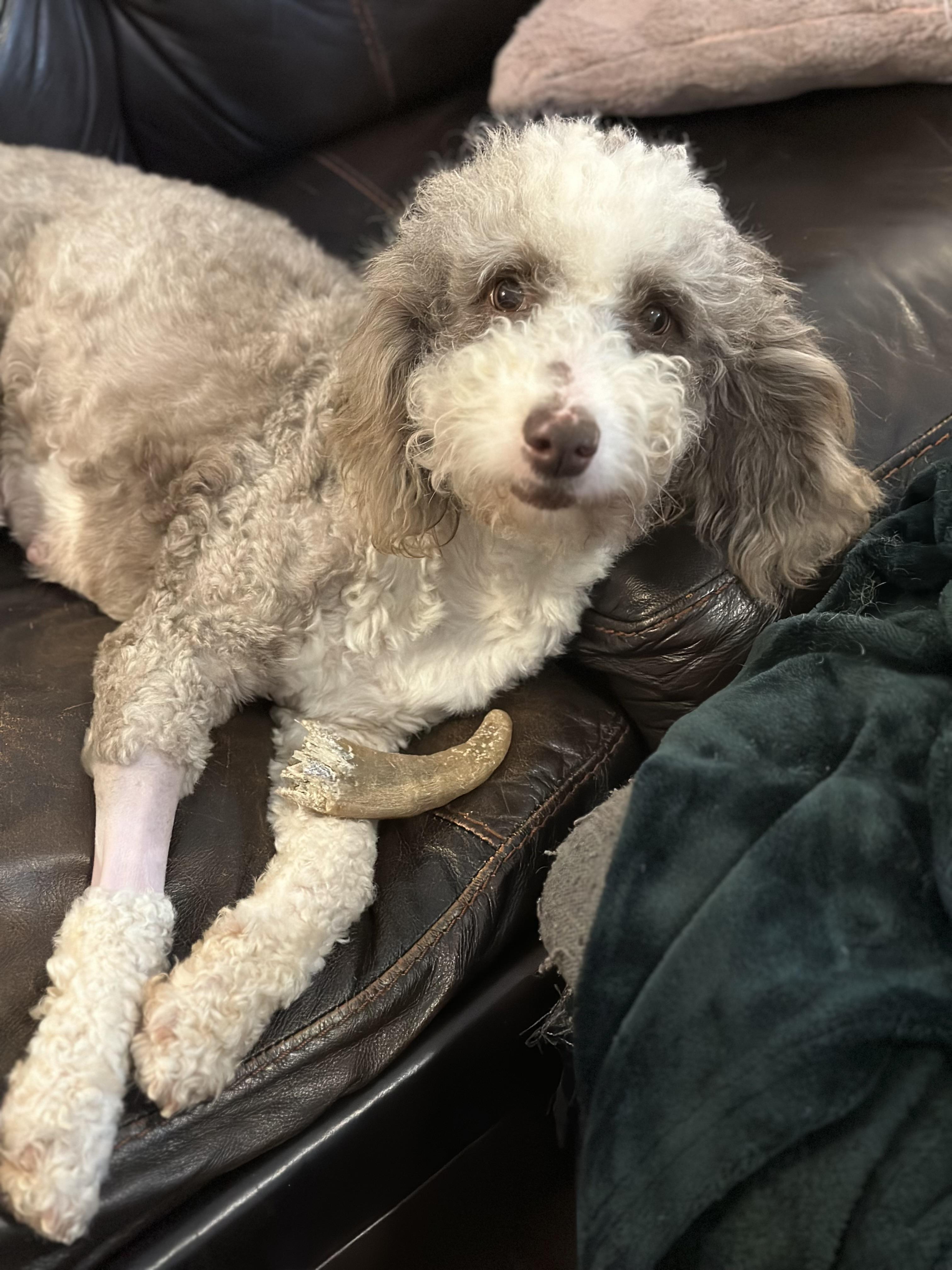 Enlarge Marge, a ADOPTABLE mixed breed in Atlanta, GA image 3/4