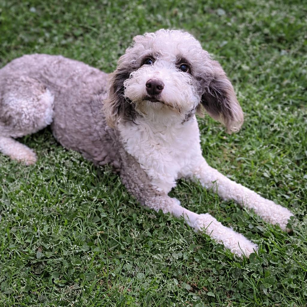 Enlarge Marge, a ADOPTABLE mixed breed in Atlanta, GA image 2/4